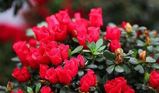 这4种花最喜欢“吃醋”,施肥前喝点醋,枝叶茂盛花芽更旺