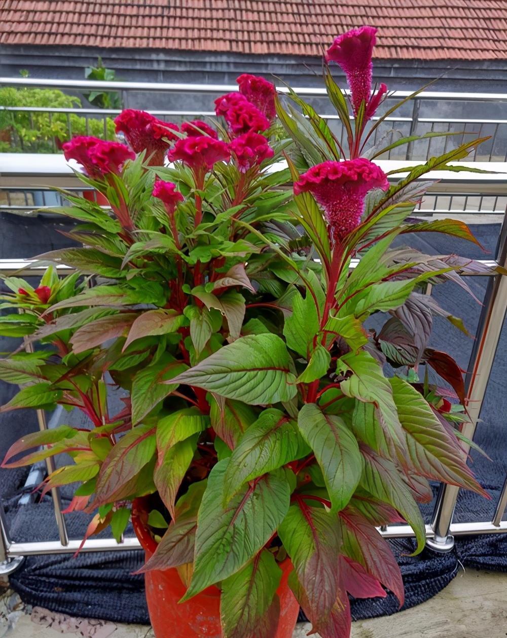 播种|7种“速生花”,现在丢土里,30天就长大,花香扑鼻真泼辣