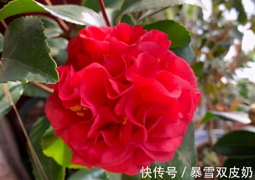 中国人|此花,温度越高越好闻,花色艳丽,花型超大,养护简单适合新手