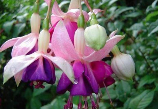 适合冬天养护的4种花,花好看名字也好听,颜值超高的