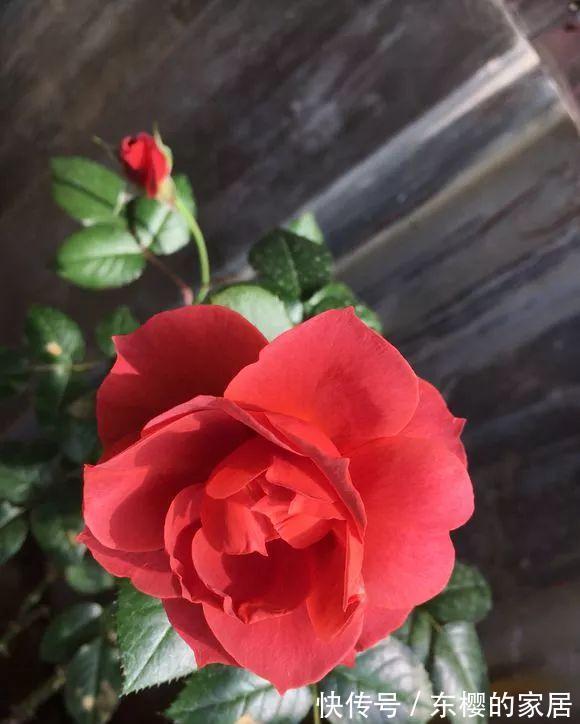 月季|火热巧克力，此款月季吃货们，千万要留意了