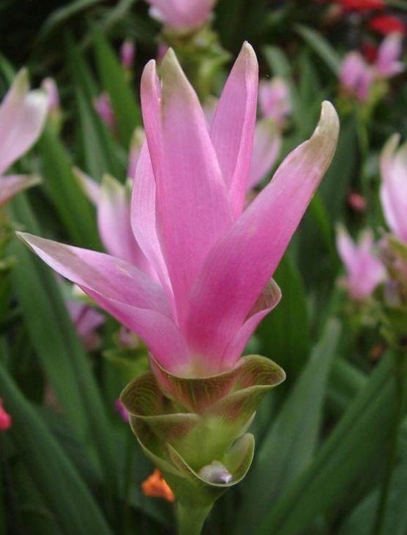 一位老奶奶把姜养开花了,开花时酷似荷花,盆栽养殖真好看!