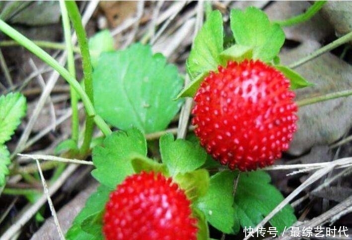 回家|提个醒:见到此野果,一定要拔回家,好处不请自来,作用非常大