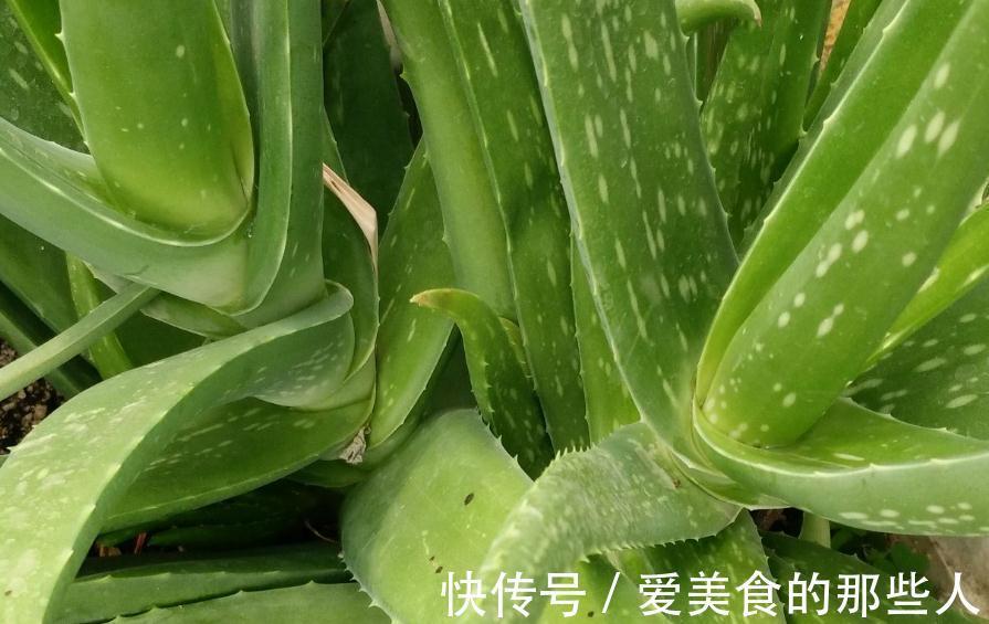 家里种上一盆此个，不管不问轻轻松松就爆盆挡都挡不住