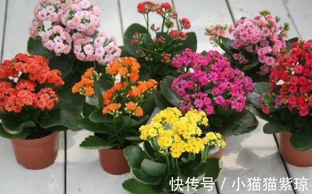 适当性|老花匠养“长寿花”，轻轻松松变“老桩”，花友给1000不卖