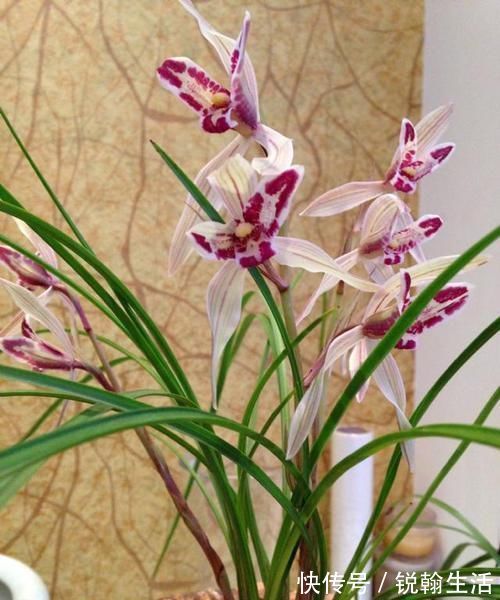 叶奇|曾被抢购一空的兰花,以前一苗值千金,现在几块钱,花型独一无二