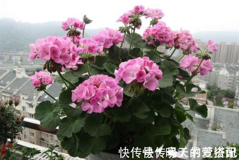 阳台养花推荐这5种,漂亮好养特能开,花期长达300天,适合新手