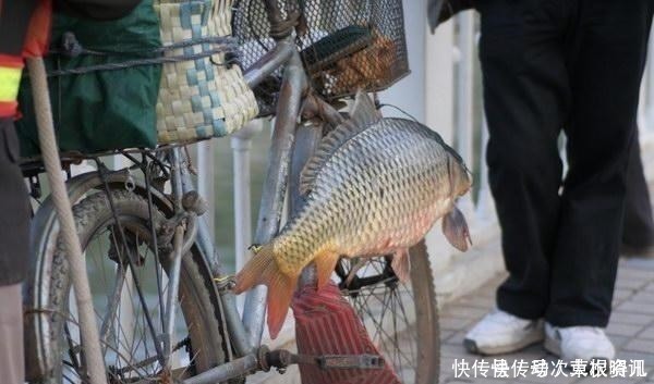  钓饵|民间钓鱼人的“流氓式钓鱼”，不用钓饵的，每天照样获鱼几十斤