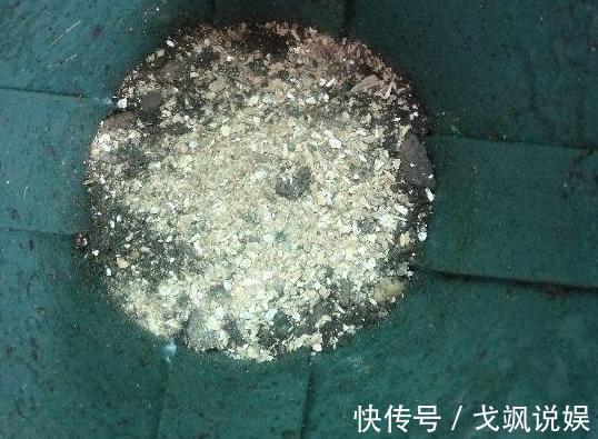 黄豆|用啥水浇花长得快、开花多、虫害少3个妙招,省时省钱又省力