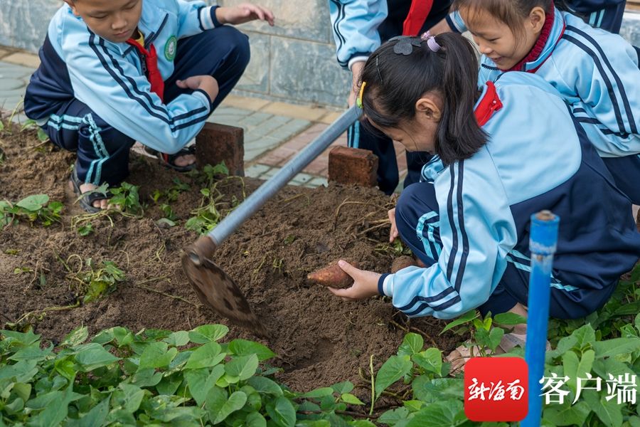 菜地|儋州藤根小学：把课堂搬到菜地 七彩田园课程让孩子快乐学习