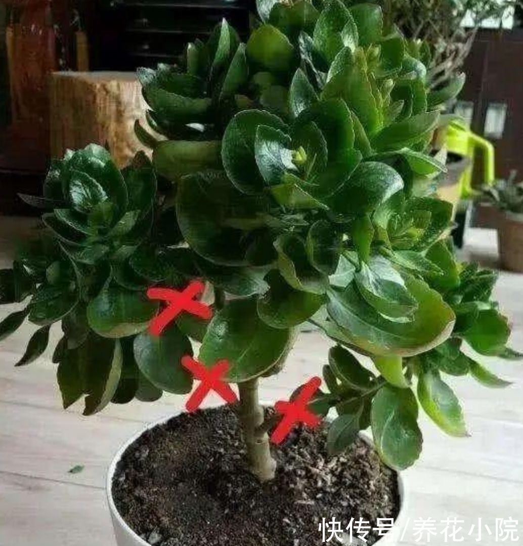 植株|长寿花这样修剪,2年养成老桩,枝头长满花苞