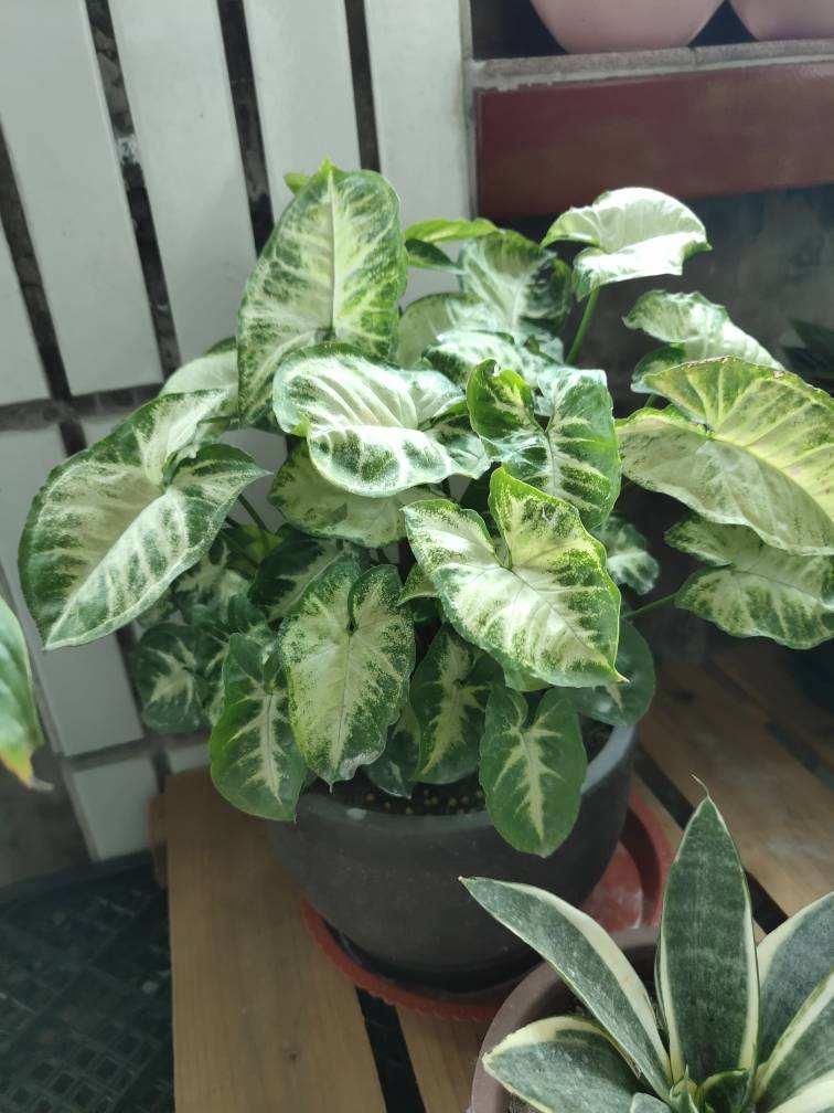 叶子像油画的5种花,耐阴效果好,家里没光也能养