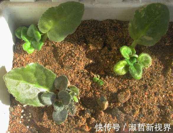 叶子|这“2种花”，摘1片叶子就能插活，花美叶绿，一盆种出20棵