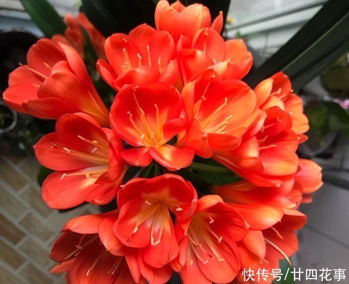 老手|冬天养君子兰，这件事新手不知道，老手易忽略，做好根壮花美