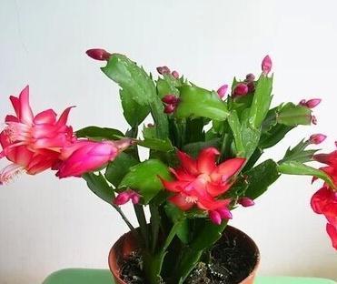 秋后养蟹爪兰，抓住3个关键点，枝叶生长快，开花量非常大