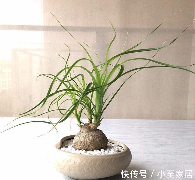 环境中|适合懒人养的花,放在那,就长得很好!