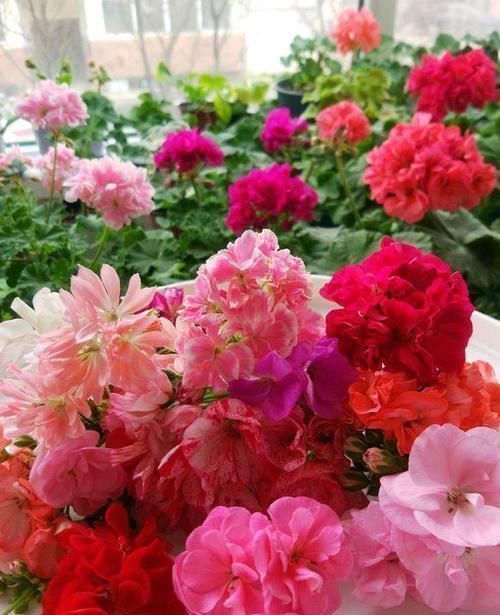 茉莉花|家里养花不用“多”,3盆轮流开一年,家里小清新,四季花不断