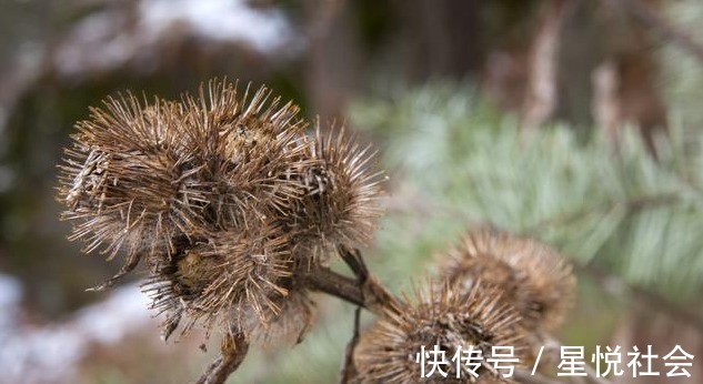 蓉蓉|是药三分毒,泡酒须谨慎,4类药材严禁泡酒,泡错了很难受
