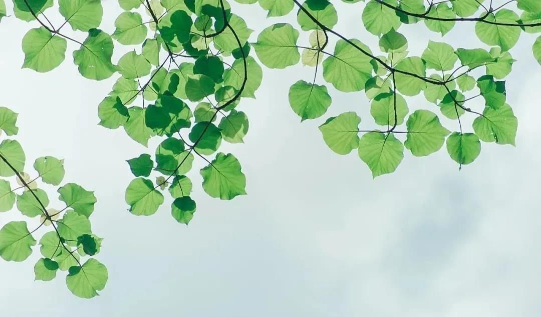 树上的男爵&苏轼最通透的一首词,最后两句,让人豁然开朗