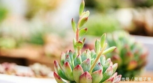 透水性|你家的多肉土壤,测试,适不适合种多肉