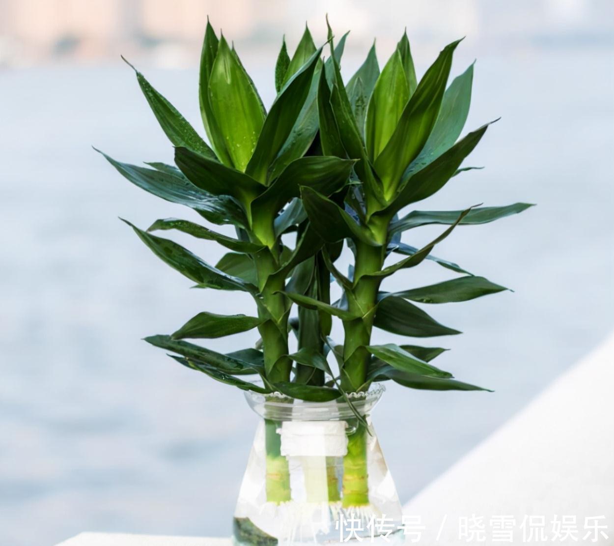 农历九月十八霜降后,养什么花?家里养3种花,开开心心团团圆圆