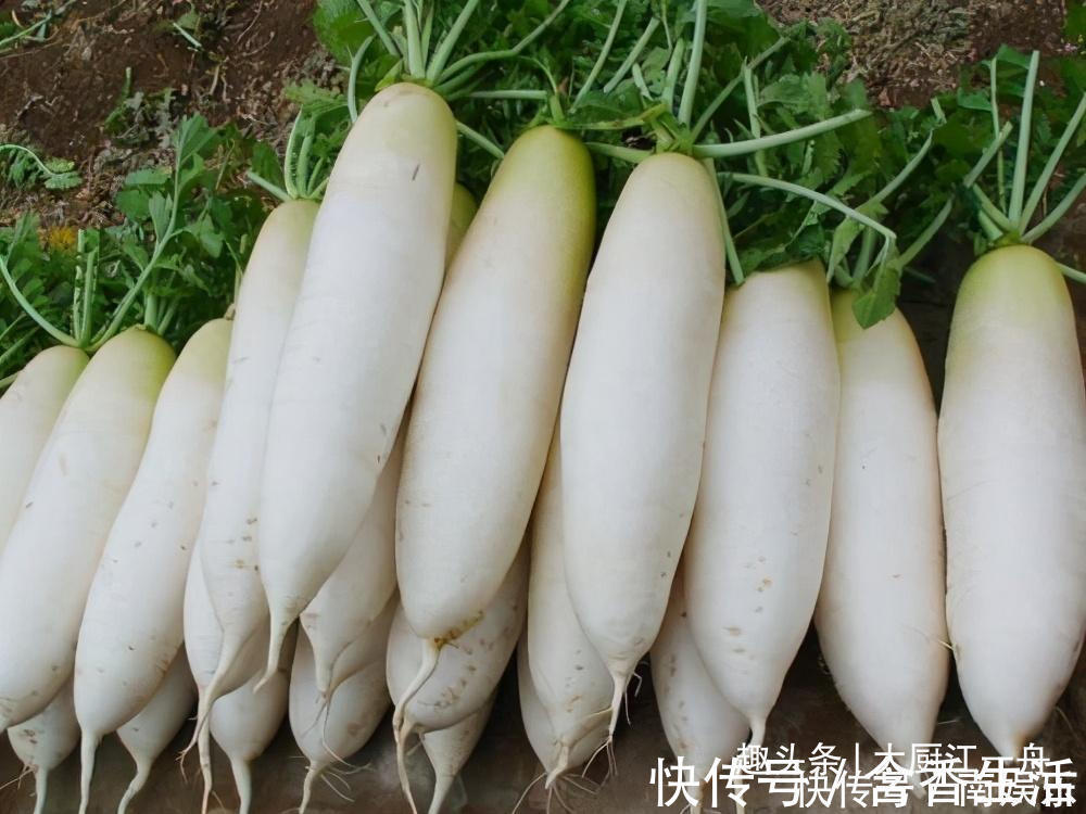 脆嫩|腌白萝卜时，掌握这三个诀窍，萝卜脆嫩又好吃，你还不知道吗