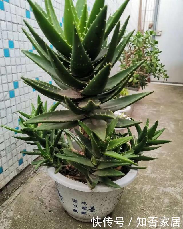 特别好养|养花技巧:折腾不死的25种花,咋养都爆盆,懒人最适合