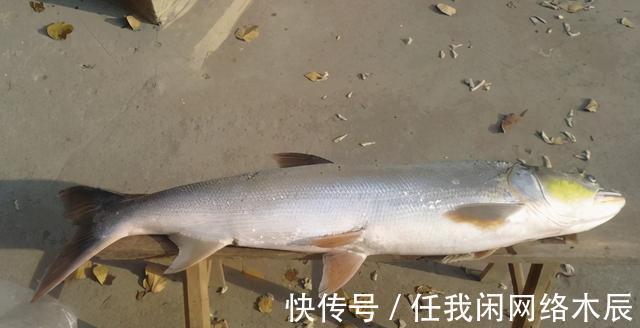 江苏小伙阳澄湖钓起40斤水老虎,拖到工地加餐,不放生为湖除害