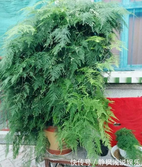 为花友们介绍5种既养人又镇宅的花，盆栽养一盆很值