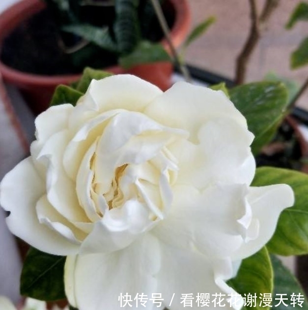 光照|新手种花总嫌花太贵?这几种花会推荐给你,每种只卖十块还特别好看