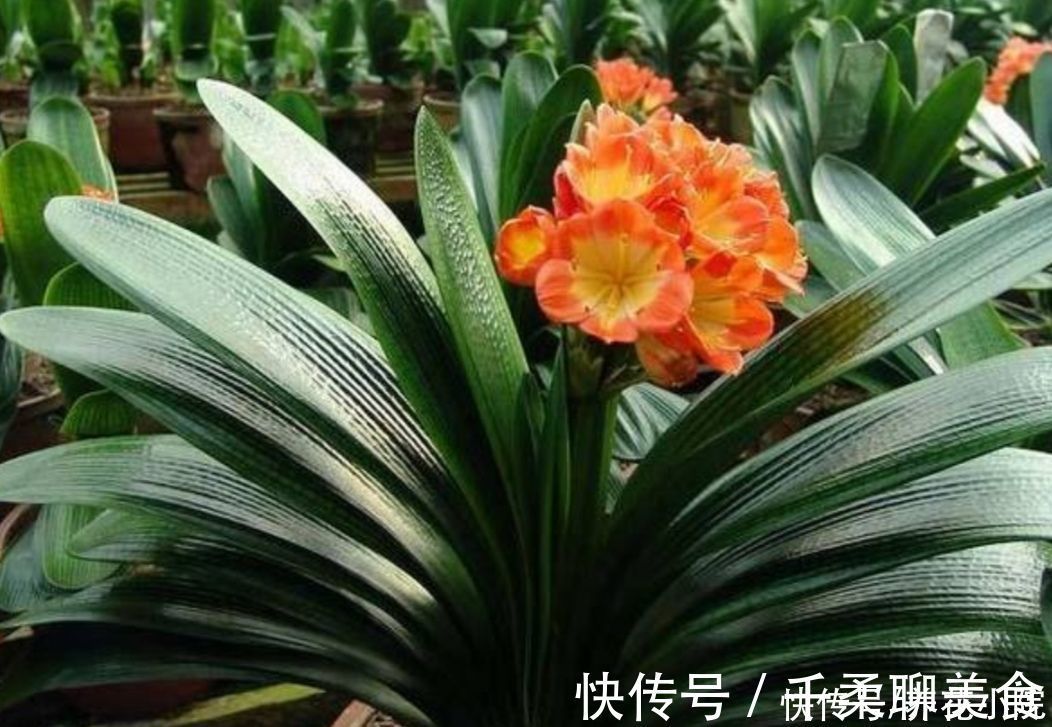 烂根|养君子兰，掌握4个养护“技巧”，根系粗壮，叶子油绿光亮