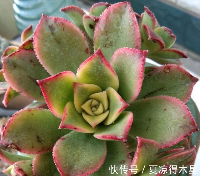 艳如春华,灿若日辉,掌握这几种技巧,你的艳日辉也能这样美!