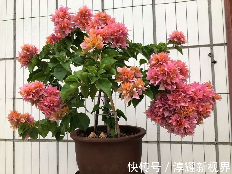 刚买的栀子花,养护“别大意”,一盆水浇下去,花苞全落地!