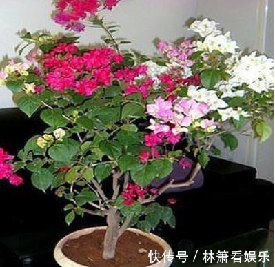 浇水|养三角梅,“一种垃圾”扔盆里,肥效顶半年,一年开“好几茬”