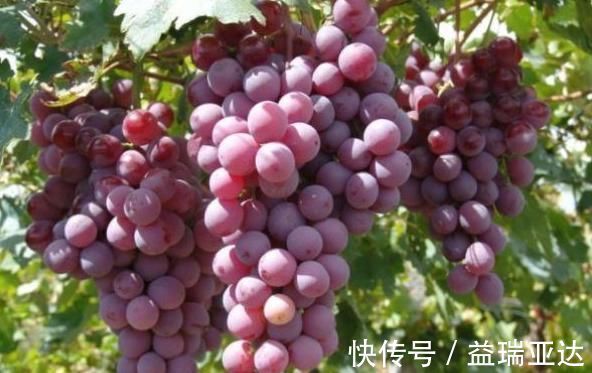 罗医生|葡萄和此物是天生的“死对头”，不能一起食用，早知早好