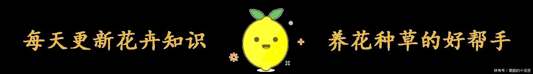 养花|一片叶子就是一盆花,这种多肉叶子沾土就生根,枝条壮实养成老桩