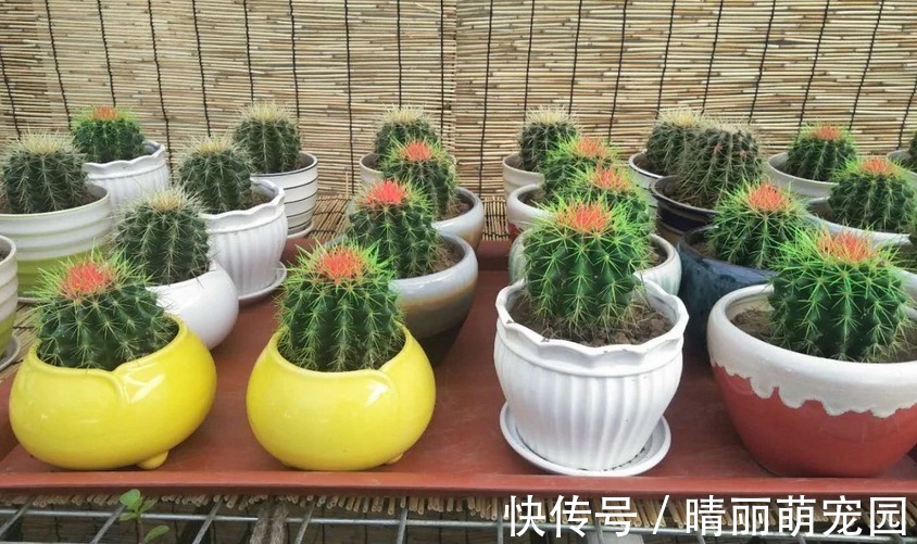 喜欢上养花后,这3样废水就成了“肥水”,谁用谁受益