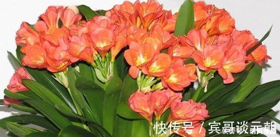 花苞|花匠严肃的说, 给君子兰这样洗个澡, 花苞蹭蹭长, 1年开花好几次！