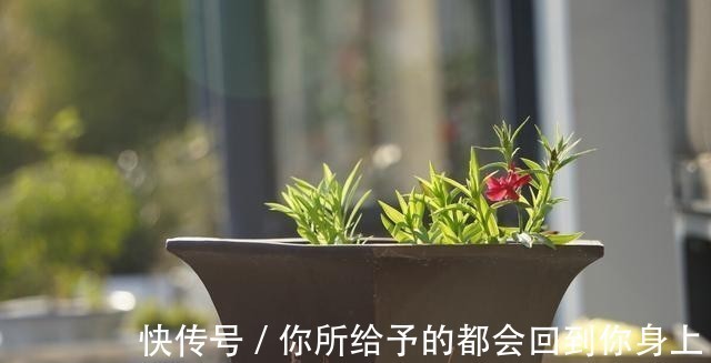 家庭|家庭盆景正确的摆放姿势，从4个方面来考虑，解决盆景放置的窘境