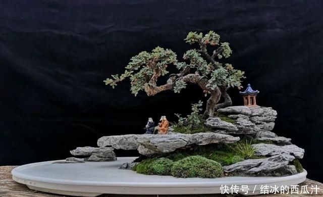 盘子|用石头盘子来养花,变成小盆景,价值能翻好几倍