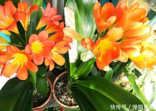 养花土壤别乱用,加上3种东西,肥力足了,几年不用换盆