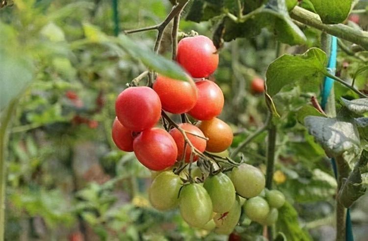 食物|冬天推荐常吃3种食物，补充营养、滋润肌肤，好处多多！