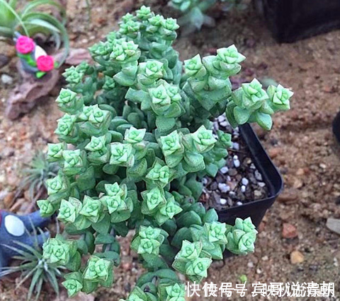 大叔|农场大叔的一个小妙招，多肉种在“这”上面，3个月都不用浇水！