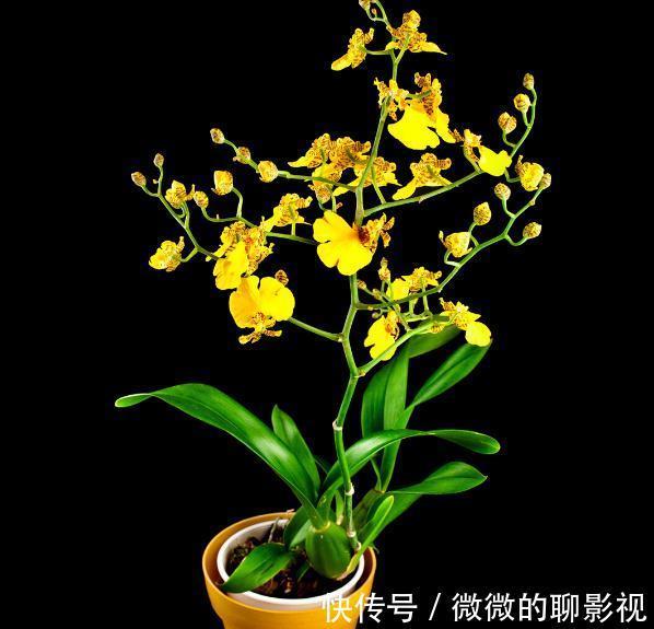 腊梅|9种花是“冷性子”，温度越高，开花越差，冻冻才能长势好