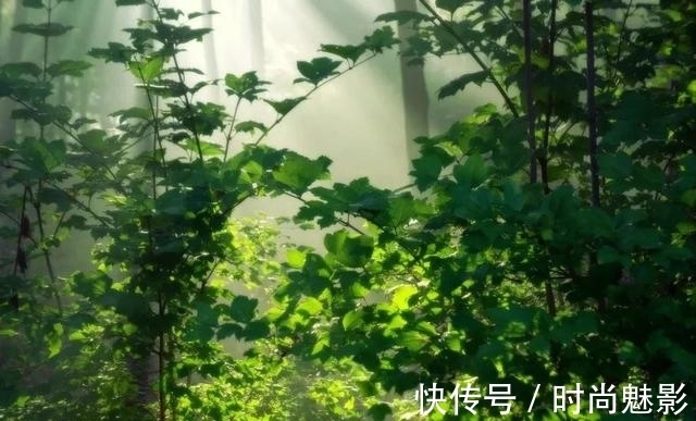 舴艋|诗词|有没有那样一首古诗词,令你“难以启齿”?