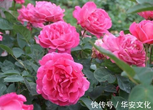 这3种花，阳台养一盆，四季都开花，颜值不输牡丹，值得拥有！