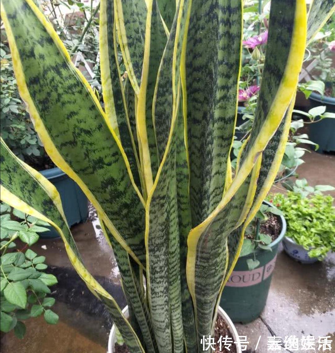 施肥|养虎皮兰不用施肥，教你2个方法，让它长得枝叶繁茂