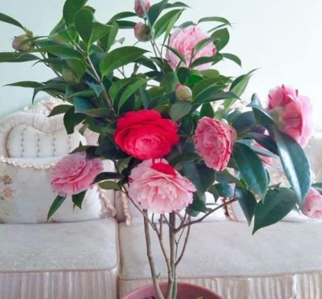 此花人见人爱，迷人的花朵，仙气十足，养盆放阳台美极了