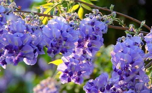 紫藤|有个院子别光养月季花,种上3种懒人花,皮实好养开花久