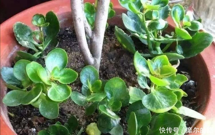 蟹爪兰|秋天扦插5种花,插穗能更快生根,不会出现黑腐,轻松爆满盆